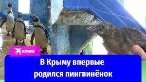 «Большая редкость»: на Крымской земле впервые родился краснокнижный пингвинёнок