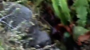 Птица киви. Видео.