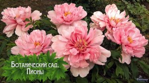 Ботанический сад. Пионы (2025)