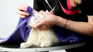 Брутальный РУССКИЙ КОТ Кефир! Вы не поверите своим гла