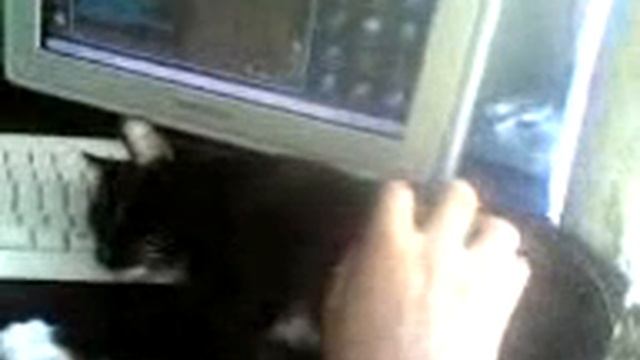 Кот вместо коврика) смотреть онлайн