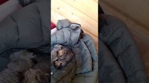 катята