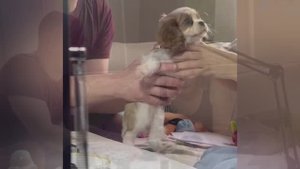 📞+7 921 352-11-13 Щенки 🐶🧿 Кавалер Кинг Чарльз спаниель ✍️ Дария Миллер