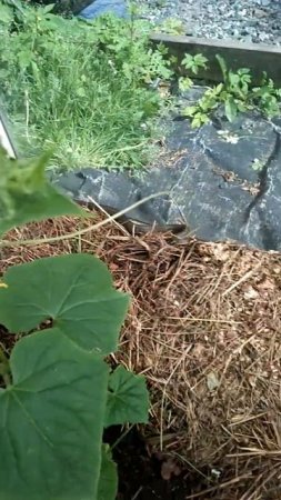 Гость в теплице ужас огородника