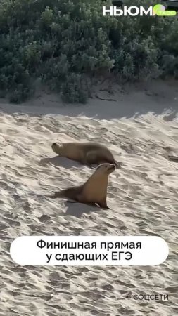 Карточка видео
