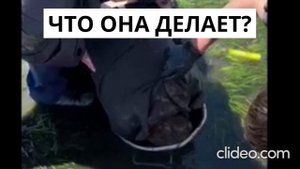 Что она делает или как поймать гуидака? Необычная рыбалка в Австралии.