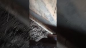 Султан знакомиться с Матильдами