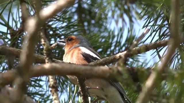 Позже муж выбросил кота жены за порог квартиры, и посл? смотреть онлайн