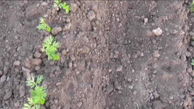 О прореживании моркови