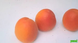 Абрикос сорт Приция, Астрахань 01.06.24г