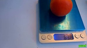 абрикос Самурай, Астрахань 17.06.24г