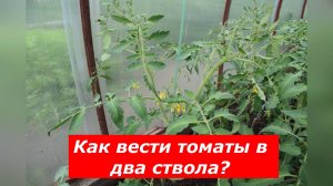 Выращивание томатов в теплице: как формировать высокорослые кусты томат? #овощи #теплица #томаты