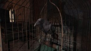 Пространственная Аномалия 2 - Ворона как символ надежды