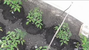 Помидоры через две недели после высадки