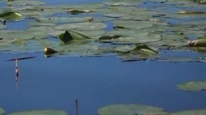 Утренняя зорька на реке у дома Ловля карася