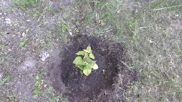 Мой участок на 7 июня. Часть 3.