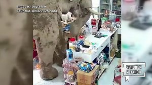 Видео недели: слон-сладкоежка; переход для ленивца. Человек и закон. Фрагмент выпуска от 06.06.2025