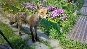 (1035) Лиса приходит в гости. Июнь 2025