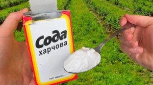 Простая сода — мощная защита от вредителей и болезней! Проверенные способы!