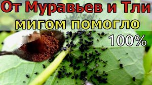 ТЛЯ и МУРАВЬИ ИСЧЕЗНУТ НАВСЕГДА от этого СРЕДСТВА
