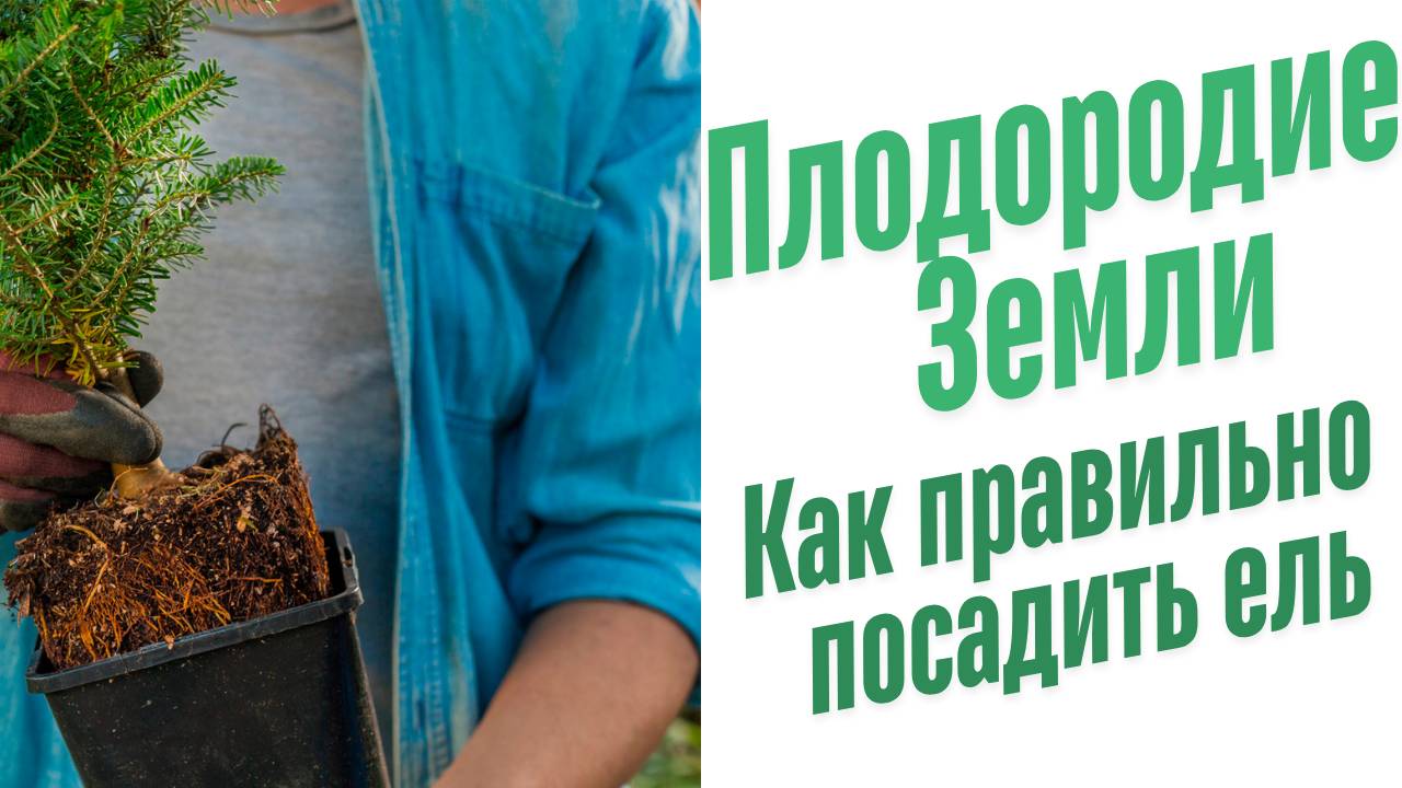 Как правильно посадить ель?