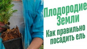 Как правильно посадить ель?