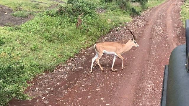Природа Танзании смотреть онлайн