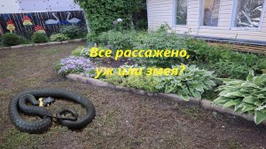 Наконец-то все рассадили🤦. Пекинская капуста. Гостья на участке, куда уползла, не знаем.