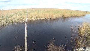 Этот ручеёк в болоте, не даёт нам скучать..Рыбалка в Сибири.