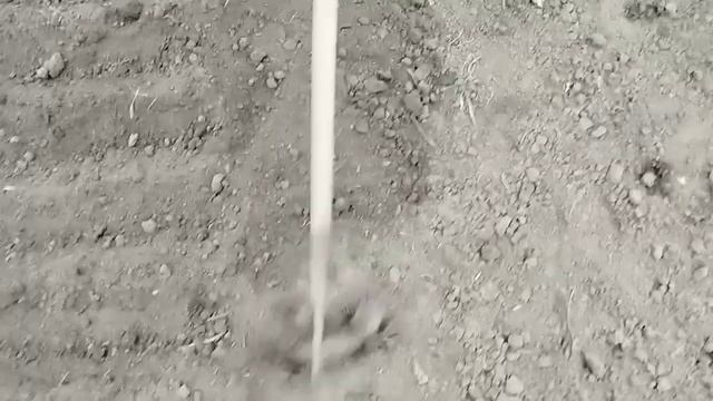 Підготовка грунту в теплиці до посіву перцю і баклажа? смотреть онлайн