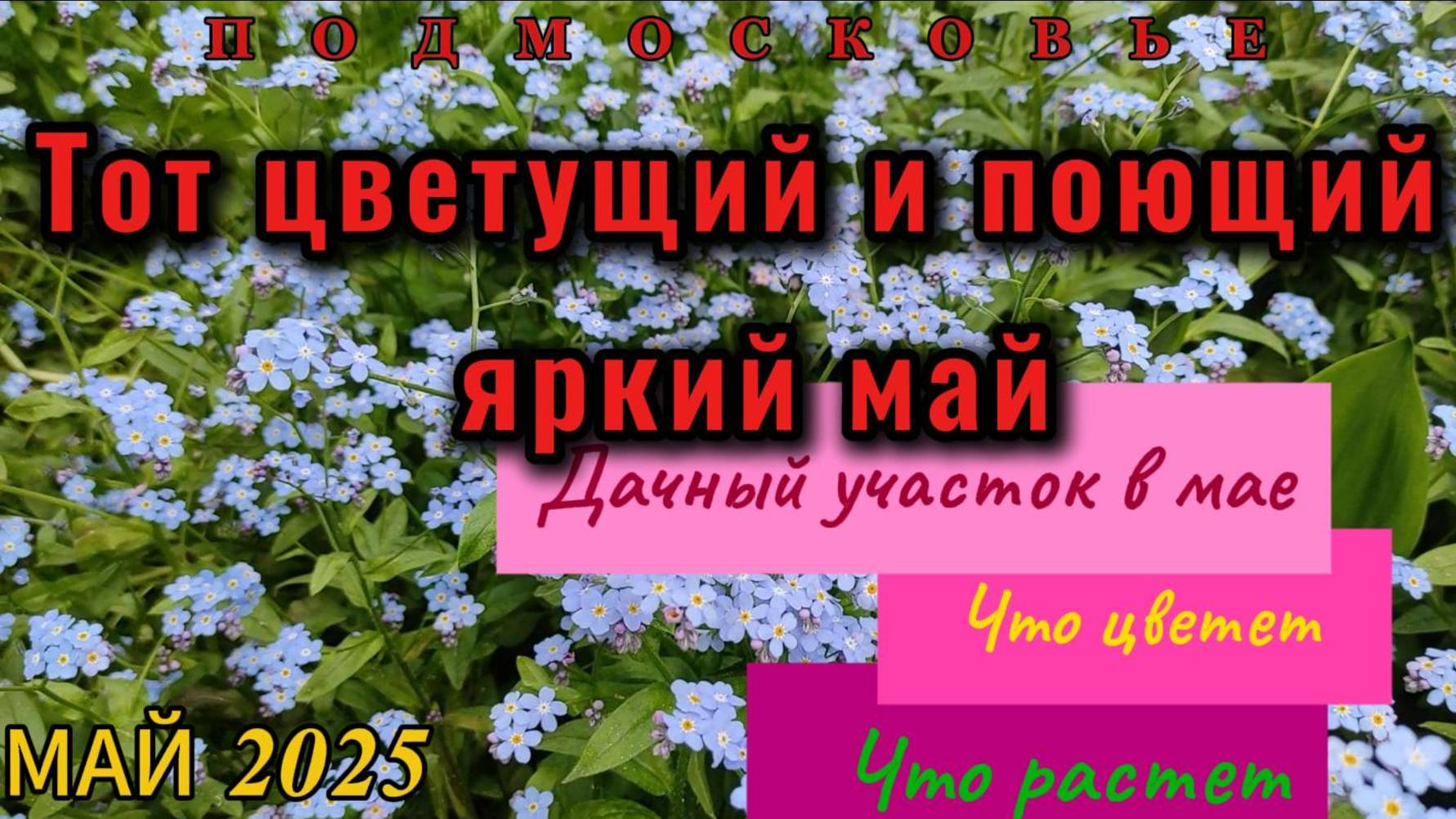 Тот цветущий и поющий яркий май. Дачный участок. Что цветет. Что растет