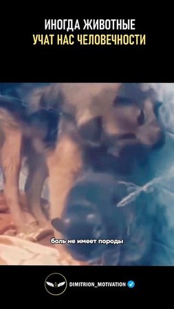 Иногда животные учат нас человечности #добро