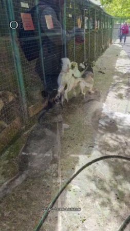 Таура в добрые руки