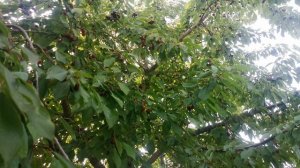 Черешня - хороший урожай на этом дереве | sweet cherry