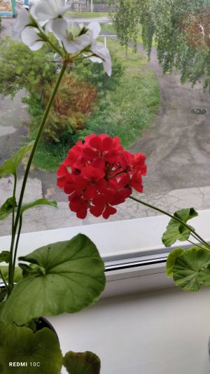 Пеларгония, выращенная из семян