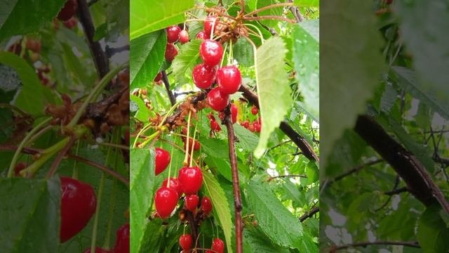 Ипуть - ранняя вкусная черешня