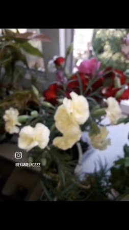 Уход за пеларгонией и гвоздикой