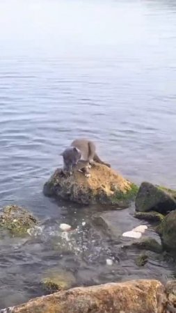 Кот-рыболов