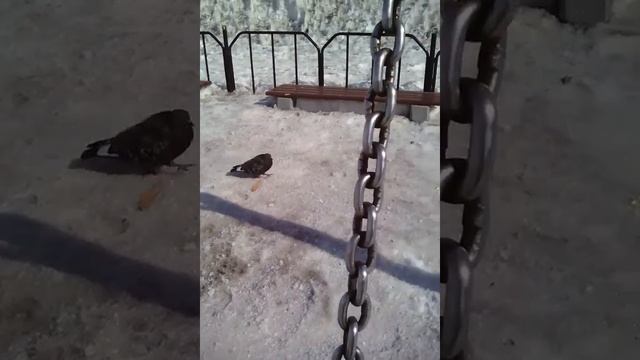 Говорящие голуби смотреть онлайн