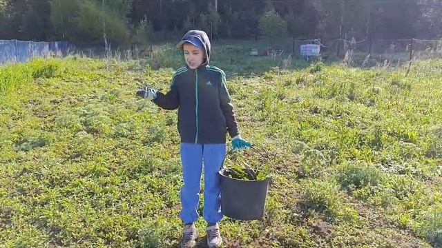 Жизнь в деревне. Гуси и куры.