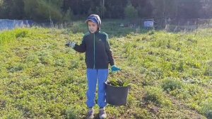 Жизнь в деревне. Гуси и куры.