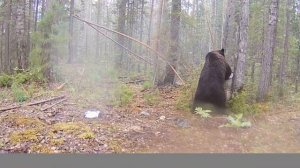 Медведь 🐻 на приваде