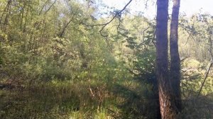 Черныш на Хвощовом пруду в Валуевском лесопарке