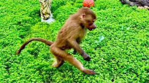 Вот это ДА! Люся пошла на ДВУХ НОГАХ,Люся,Степа,Маня и Тося на Влада руках едут