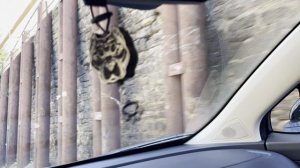 Парень нагулялся едем домой