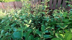 Мои корнесобственные саженцы яблони и жимолости на 6 июня 2025 года