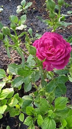 Расцвела ещё одна розочка в саду