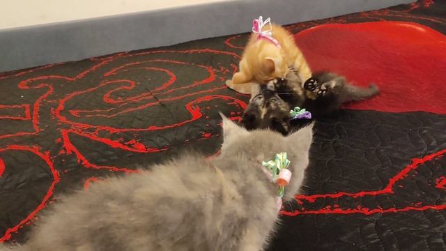 Милые котики)