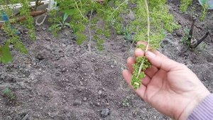 нормировка винограда соцветиями