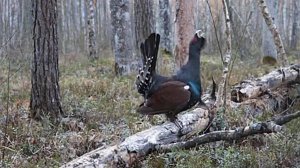 Глухари на току : Волшебство лесного токования глухарей